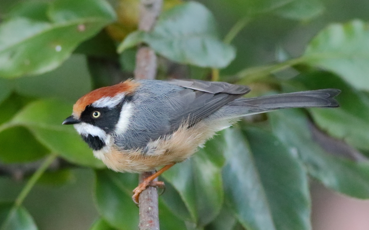 Dalhousie Kalatop Camp